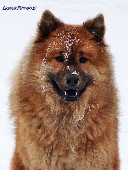 AUREA ARYA Lupus Ferratus - Lupus Ferratus FCI Eurasier